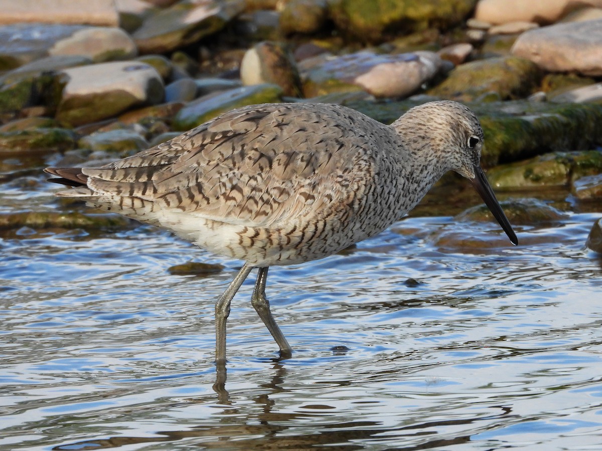 Willet - ML455093531