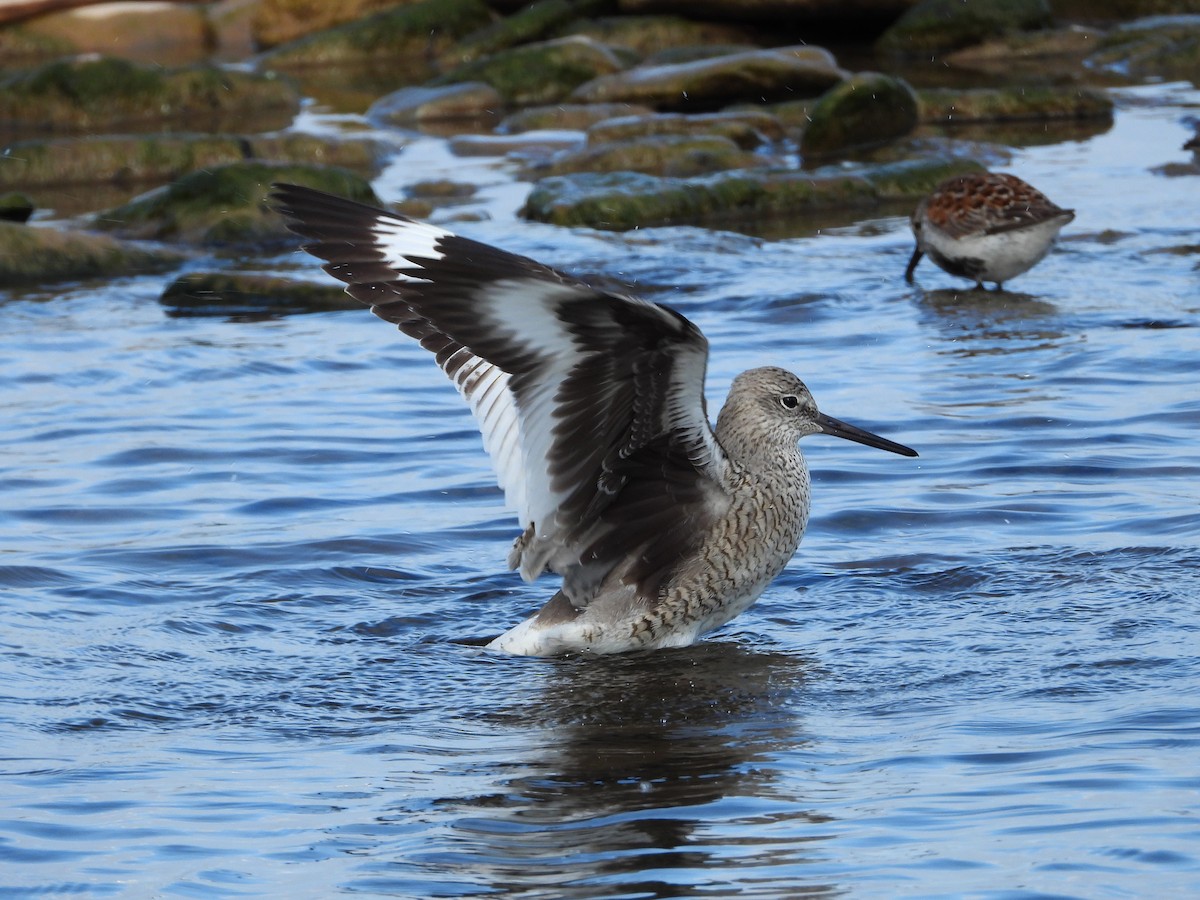 Willet - ML455093541