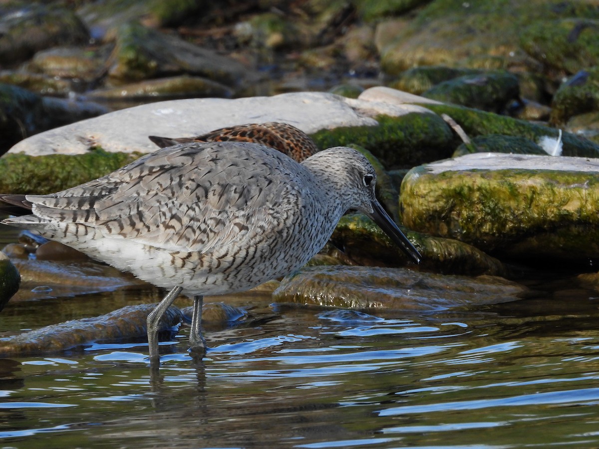 Willet - ML455093551