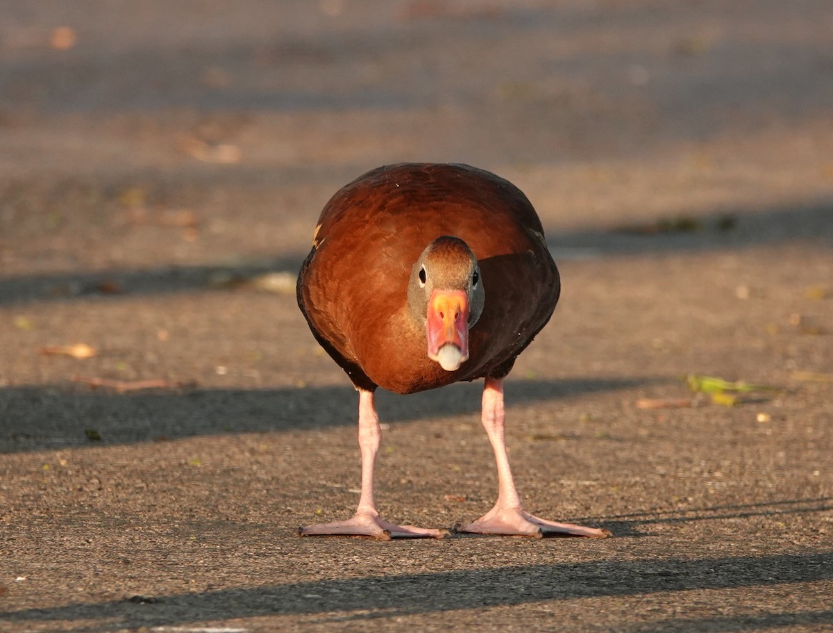 Black-bellied Whistling-Duck - Alenka Weinhold