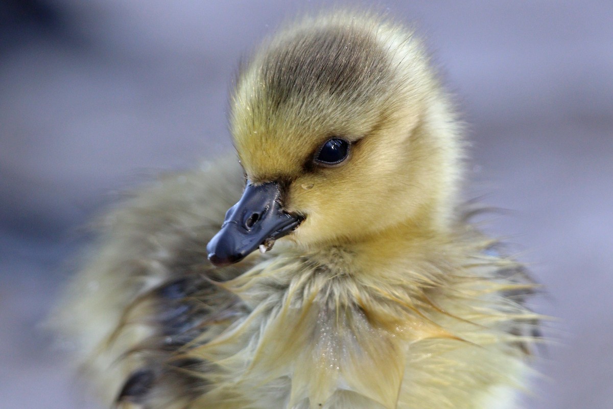 Canada Goose - ML455094221