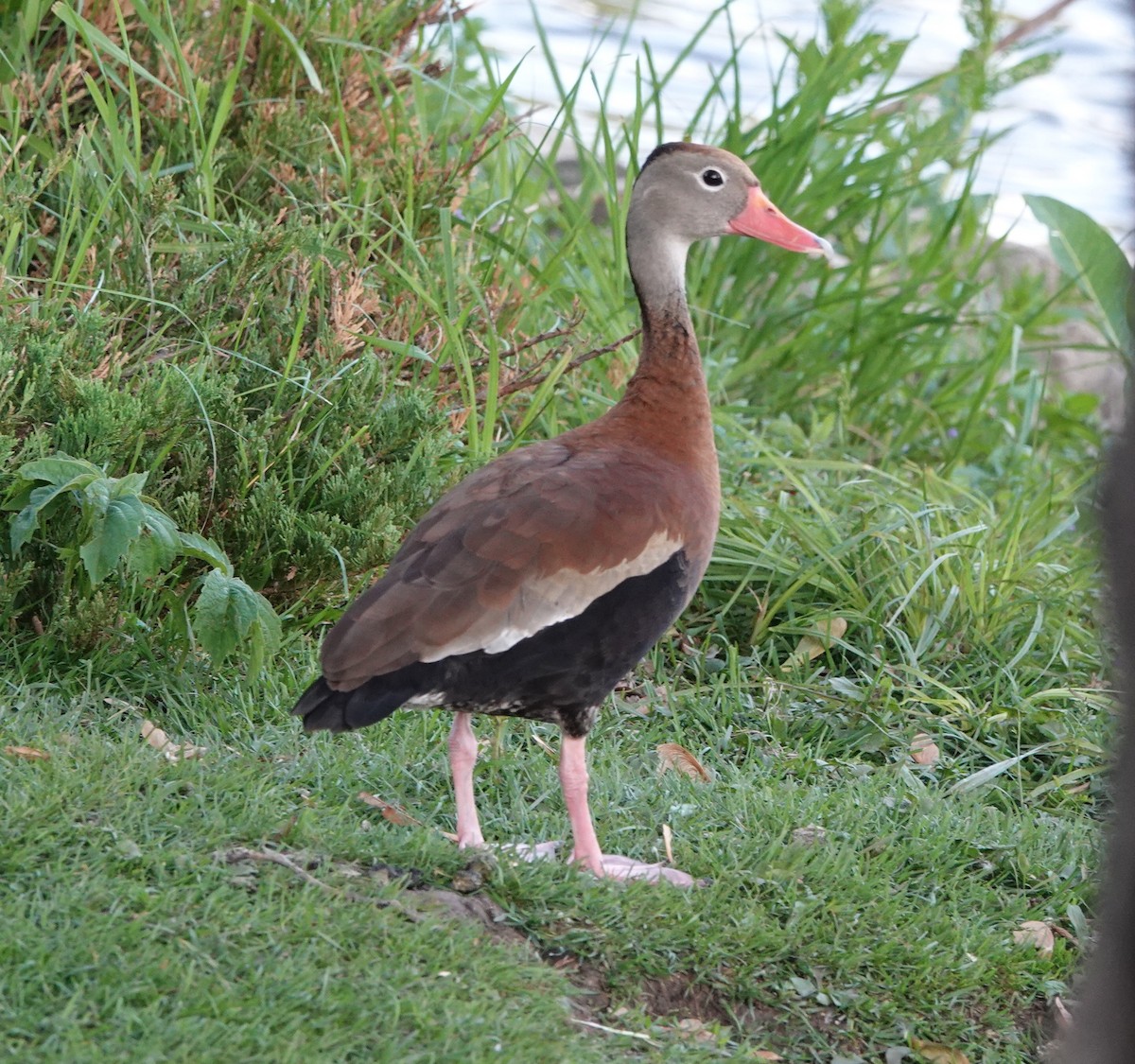 Dendrocygne à ventre noir - ML455094241