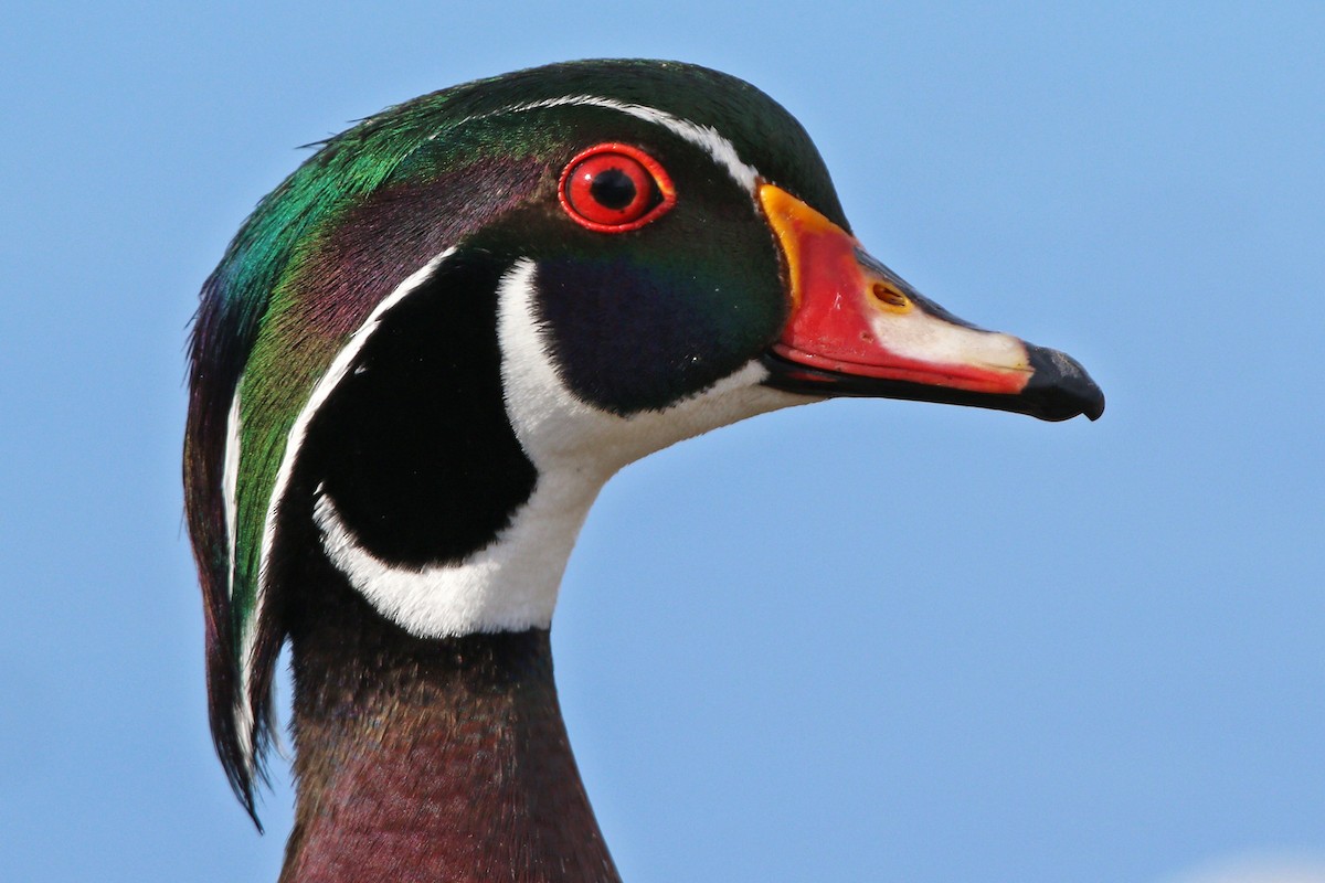 Wood Duck - ML455094701