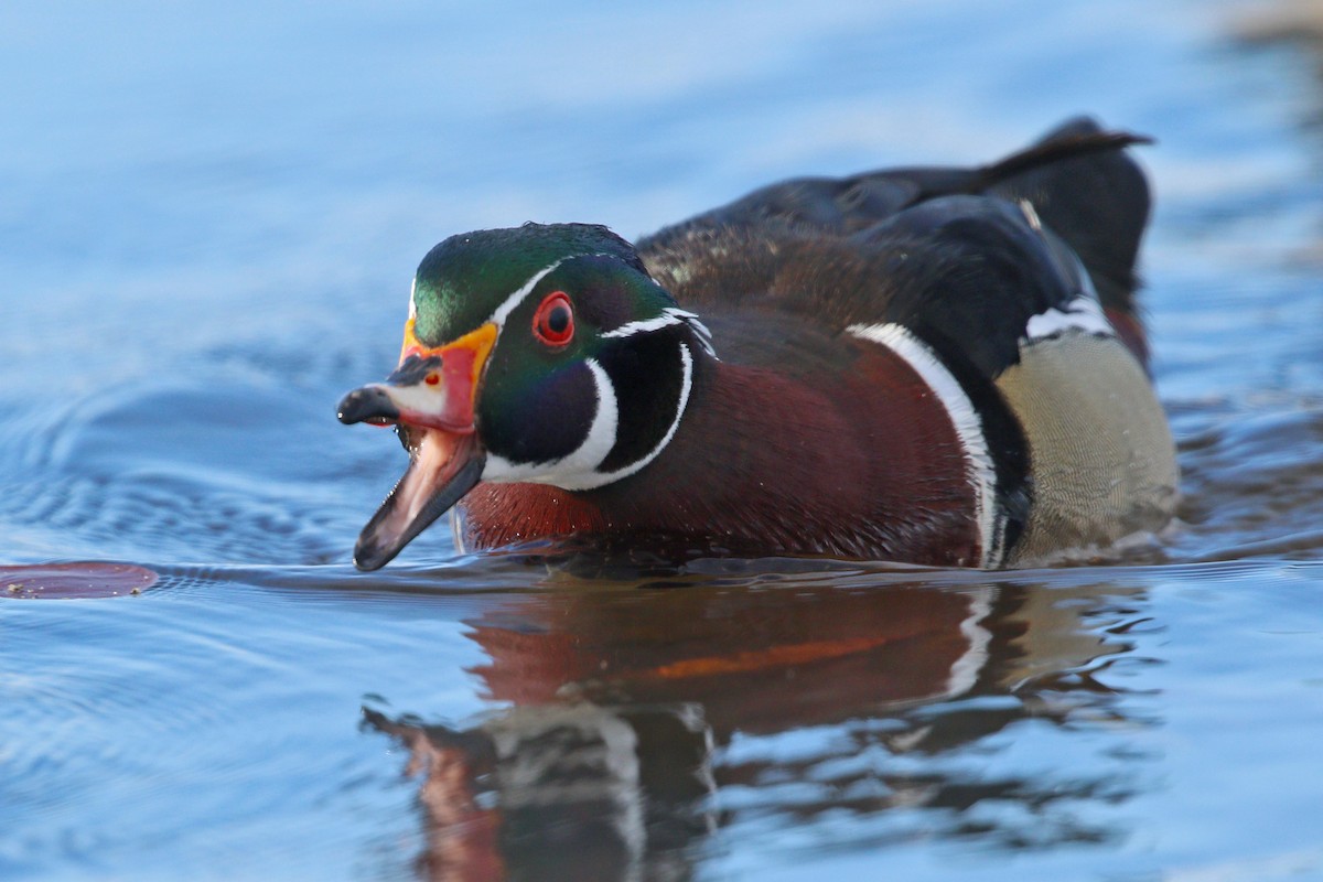 Wood Duck - ML455094711