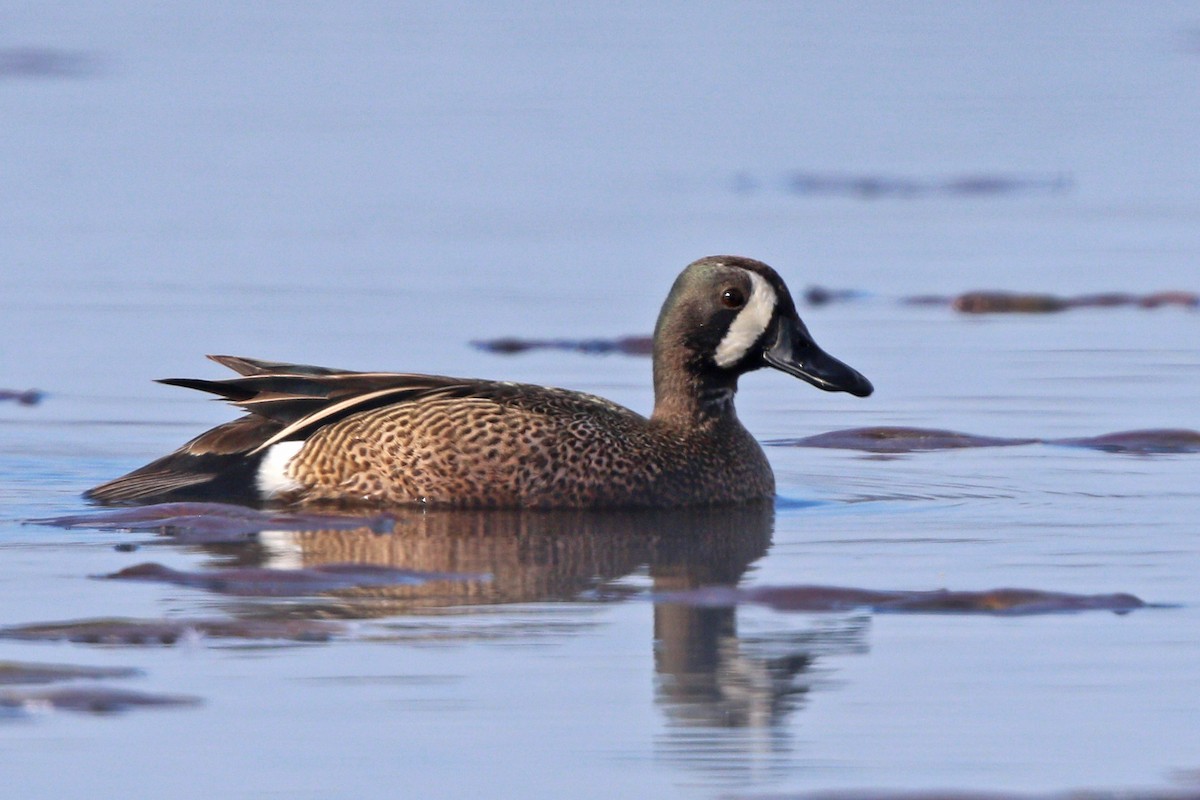 Blue-winged Teal - ML455095751