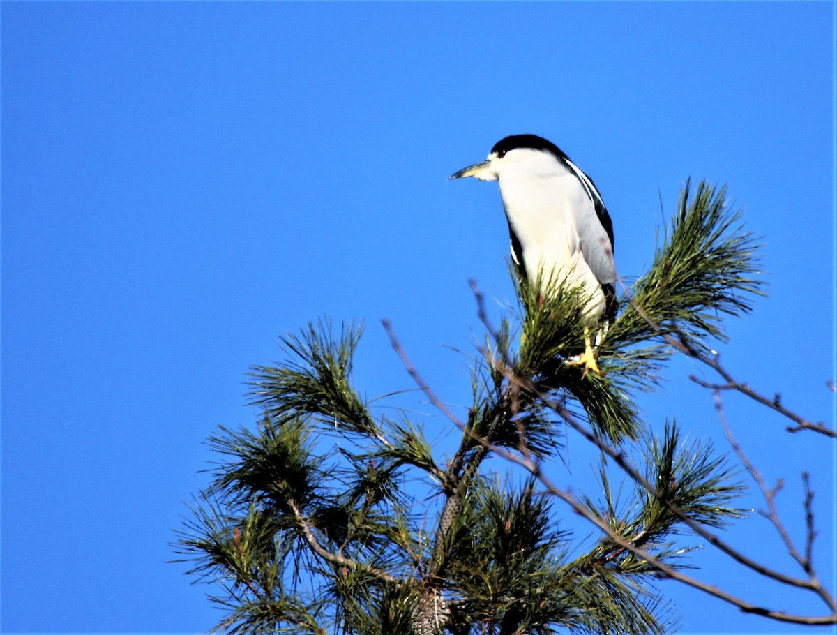 Black-crowned Night Heron - ML45509631