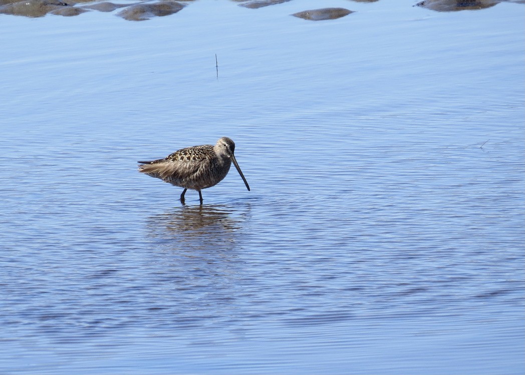 Long-billed Dowitcher - ML455096401