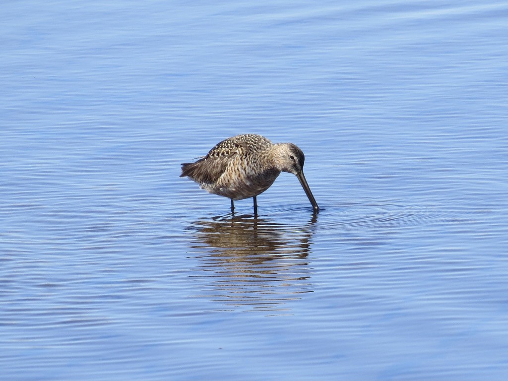 Long-billed Dowitcher - ML455096411