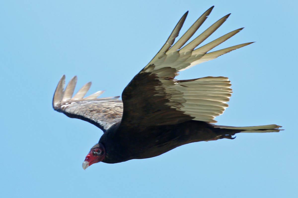 Turkey Vulture - ML455096741
