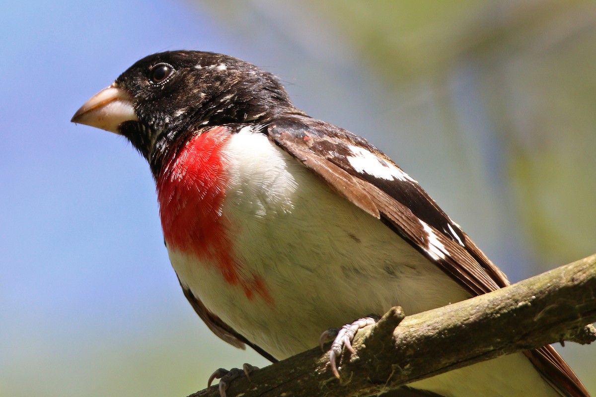 Rose-breasted Grosbeak - ML455096851
