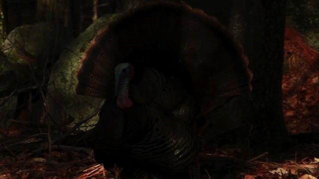 Wild Turkey - ML455097