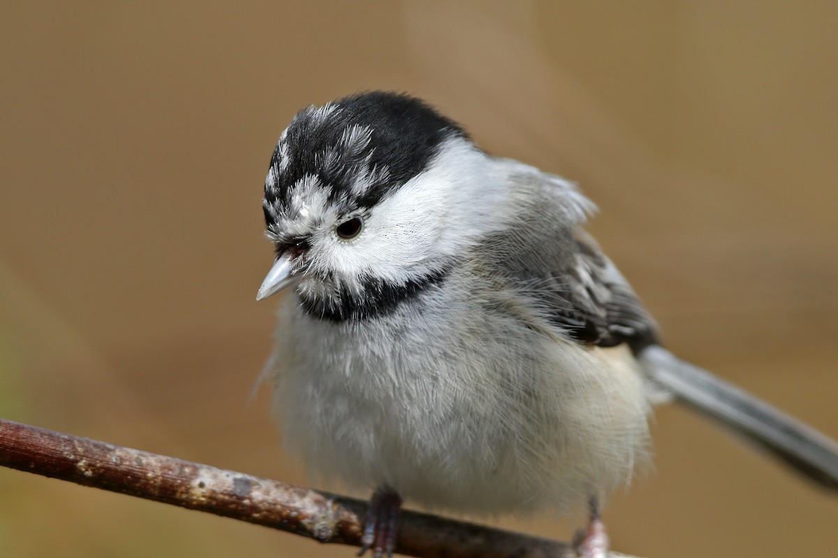 Black-capped Chickadee - ML455098771