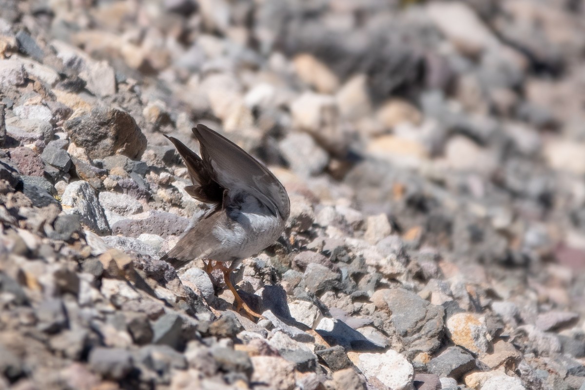 Diademed Sandpiper-Plover - ML455101111