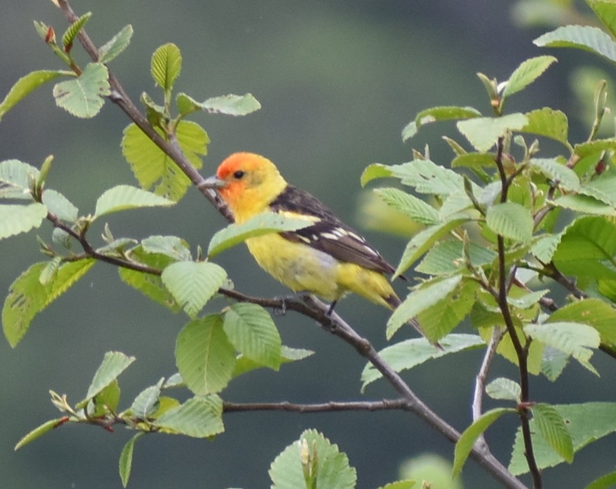 Western Tanager - M. Rogers