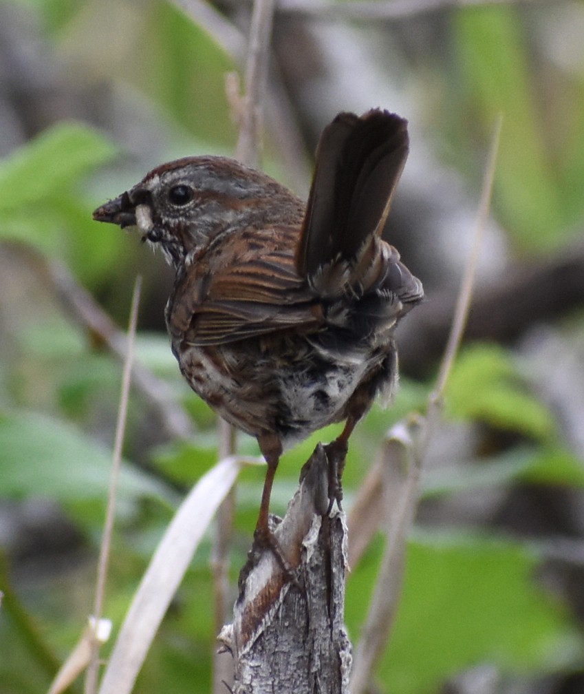 Song Sparrow - M. Rogers