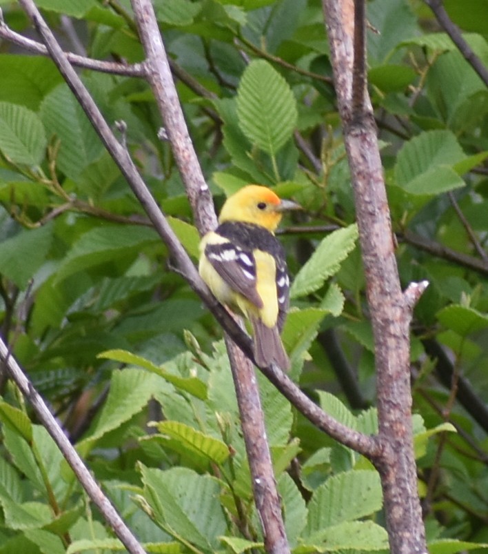 Western Tanager - M. Rogers