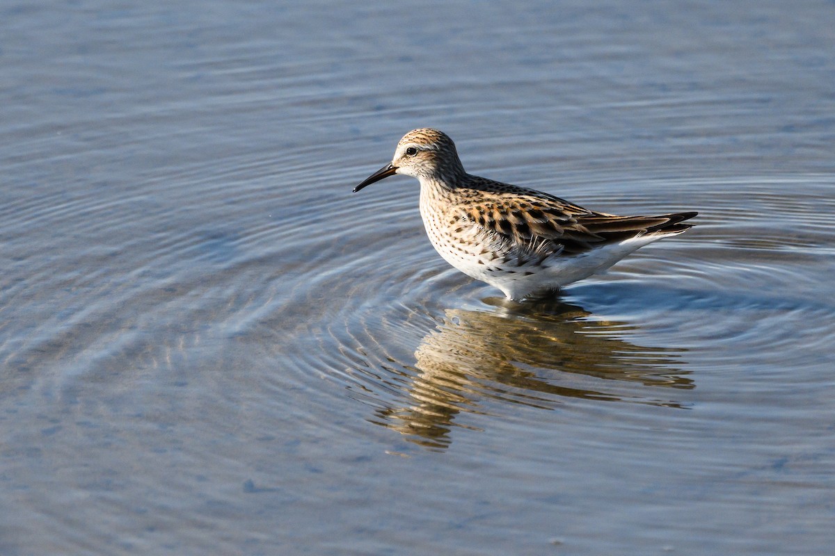 White-rumped Sandpiper - ML455102091