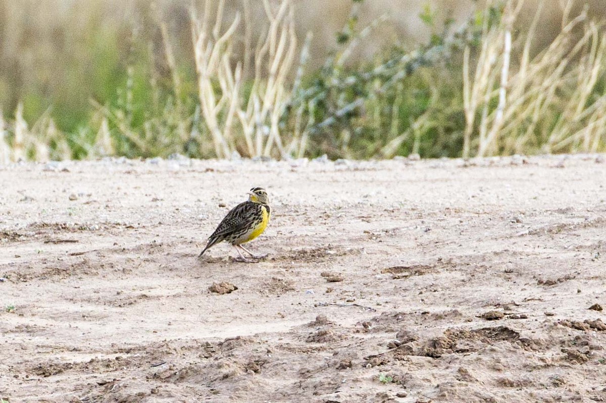 Western Meadowlark - ML45510211