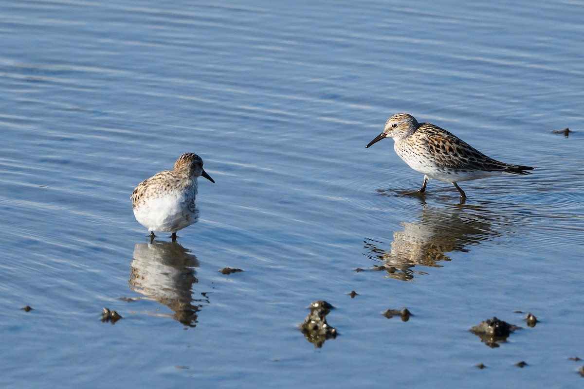 Weißbürzel-Strandläufer - ML455102121