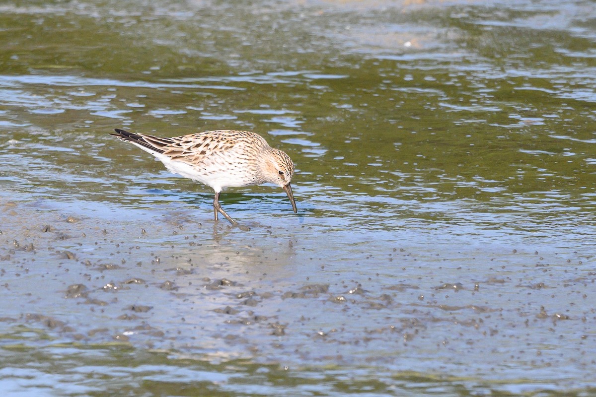 White-rumped Sandpiper - Stephen Davies