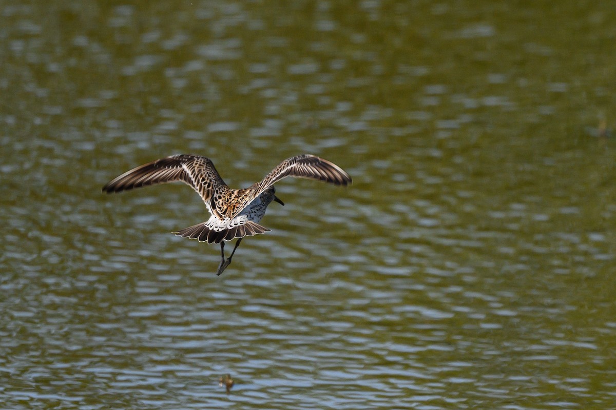 White-rumped Sandpiper - Stephen Davies