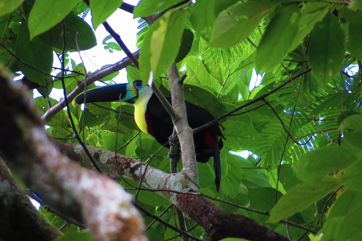 Channel-billed Toucan (Citron-throated) - Bryant Olsen