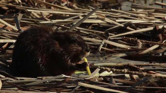 muskrat - ML455104