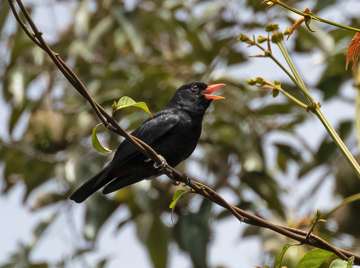 Black Oriole - Dave Bakewell