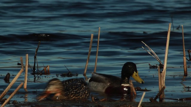 Canard colvert - ML455105