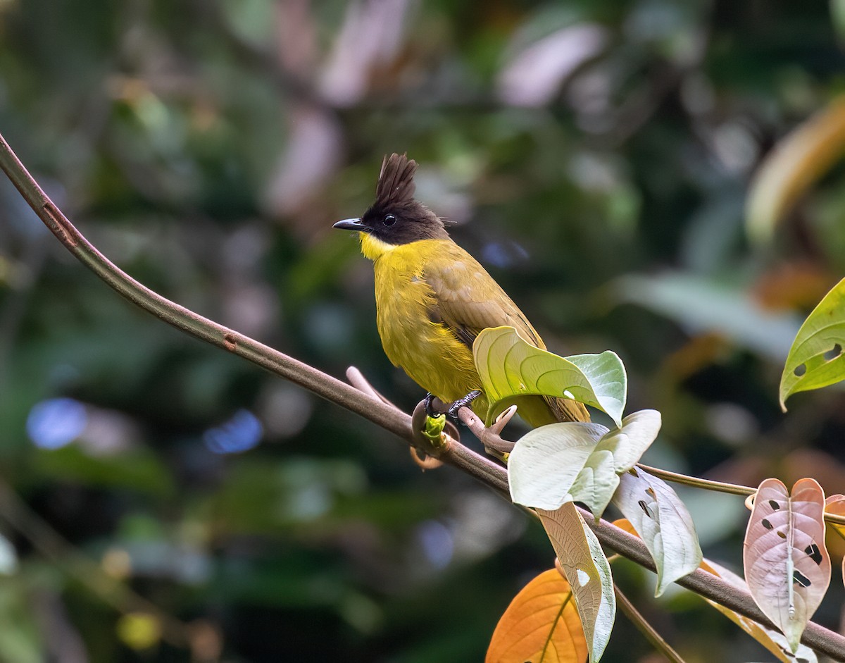 Bornean Bulbul - Dave Bakewell