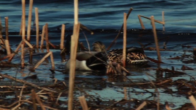 Canard colvert - ML455106