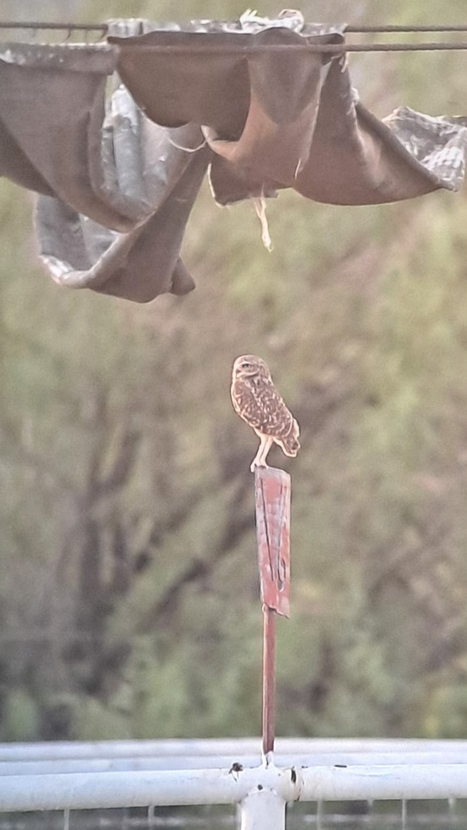 Burrowing Owl - ML455106111