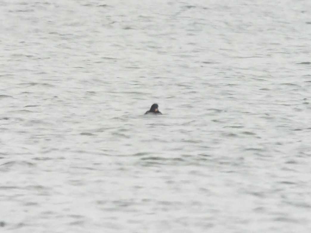 Barrow's Goldeneye - ML45510631