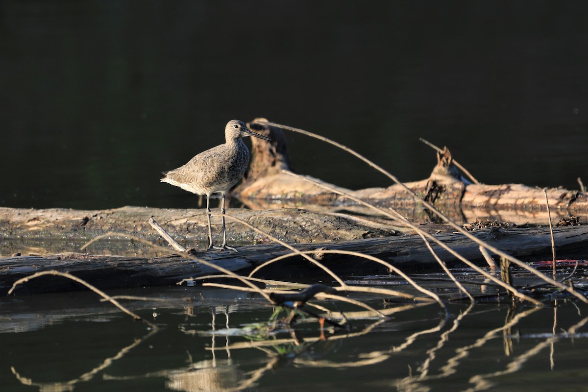 Willet - ML455109421