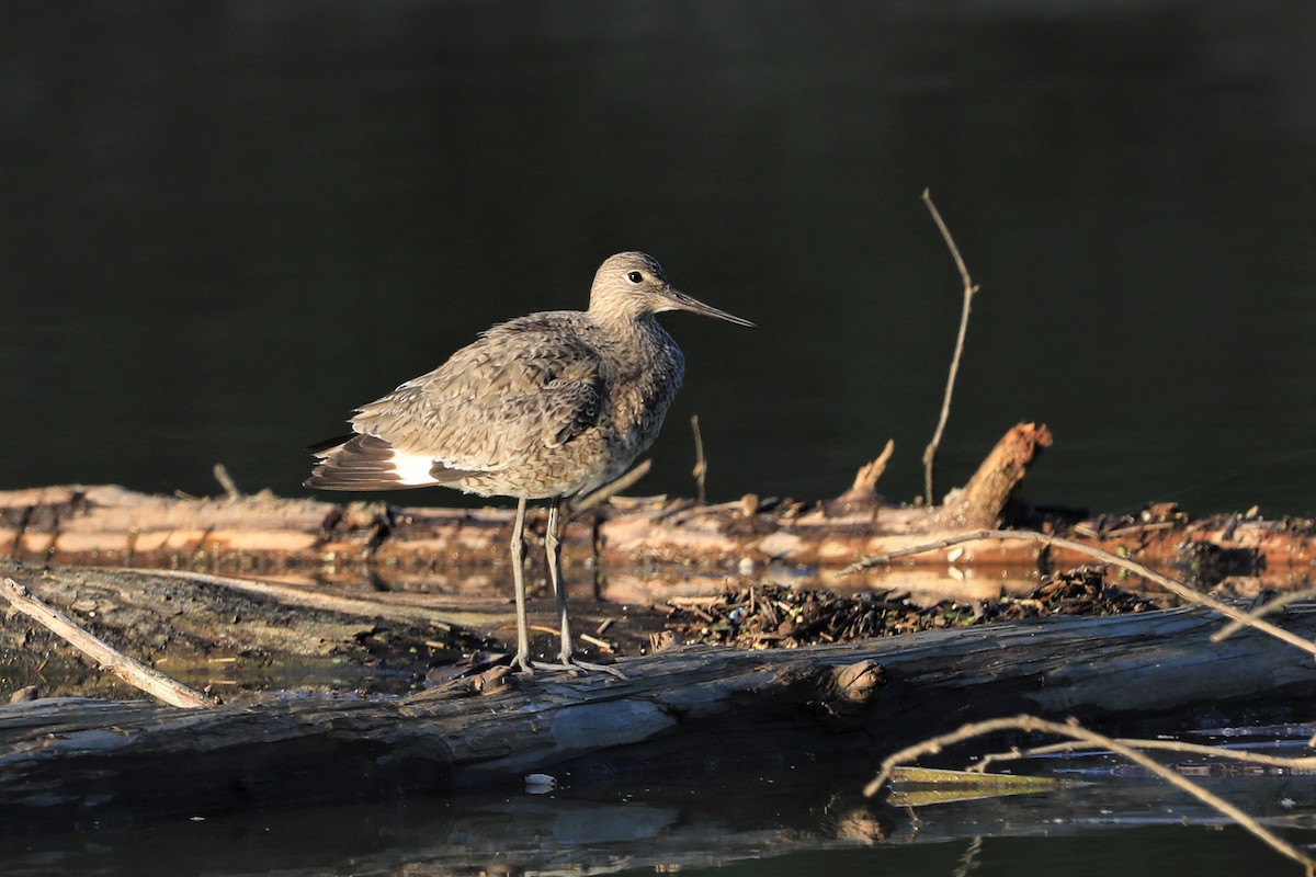 Willet - ML455109431