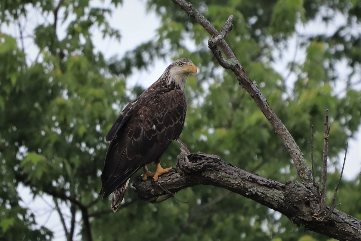 Bald Eagle - ML455109831