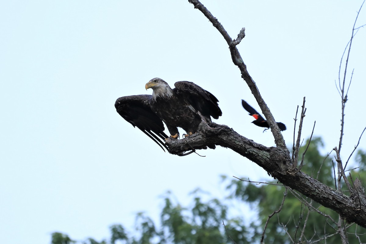Bald Eagle - ML455109841