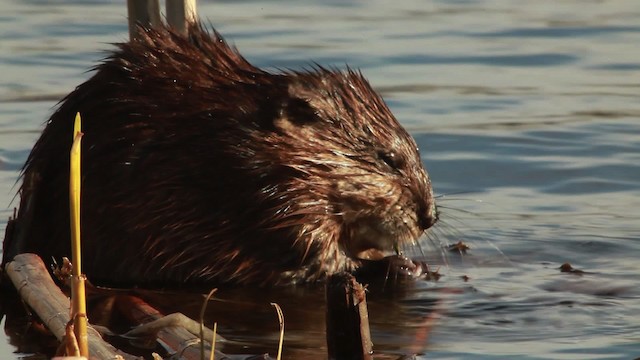 muskrat - ML455110