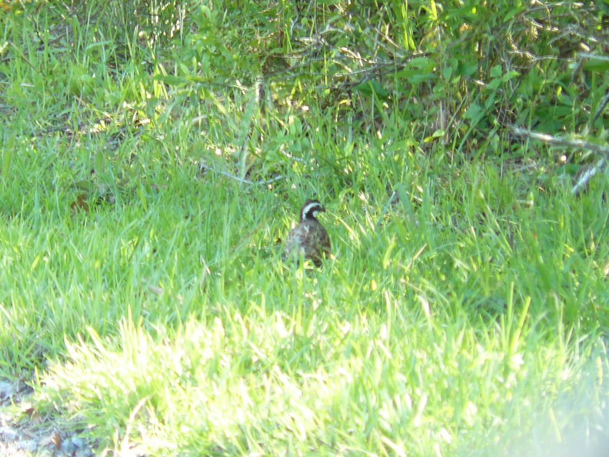 Northern Bobwhite - ML455110561