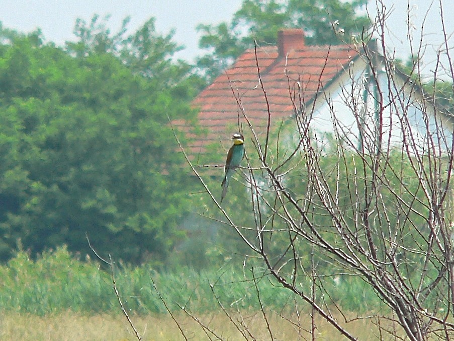 European Bee-eater - ML455110721