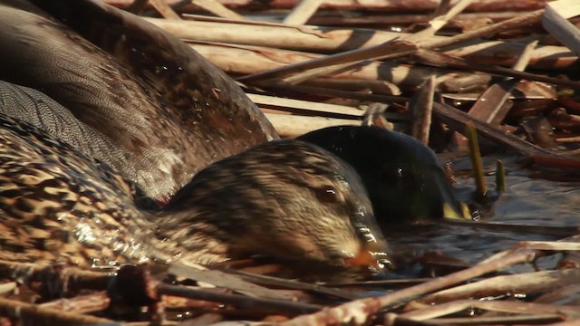 Canard colvert - ML455111