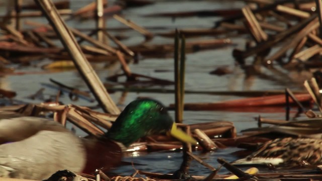 Canard colvert - ML455112