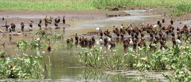 White-faced Whistling-Duck - ML45511211
