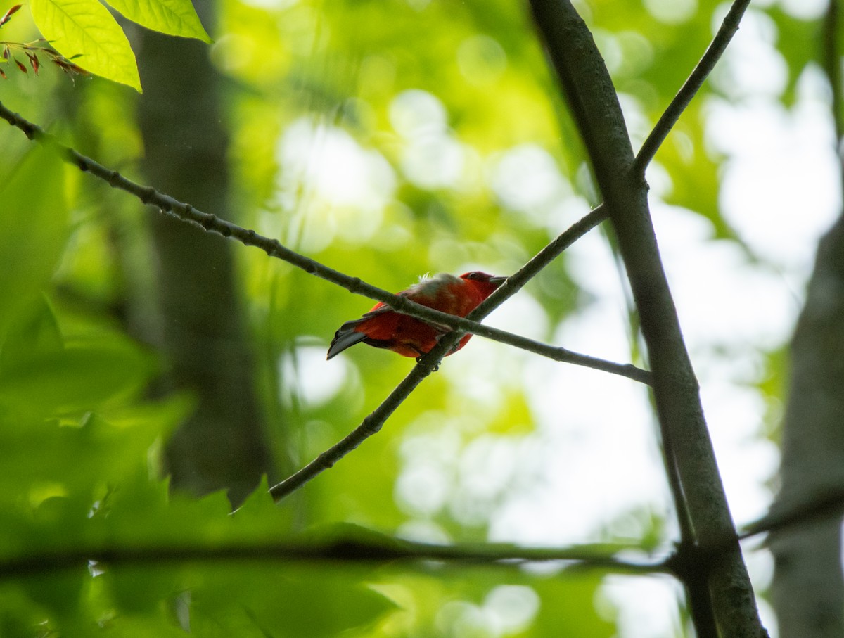 Scarlet Tanager - Alex Handler