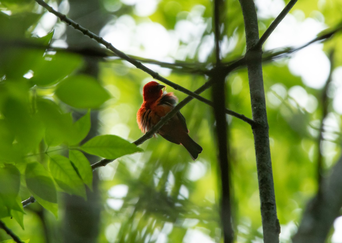 Scarlet Tanager - Alex Handler