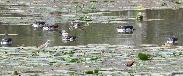 Knob-billed Duck - ML45511421