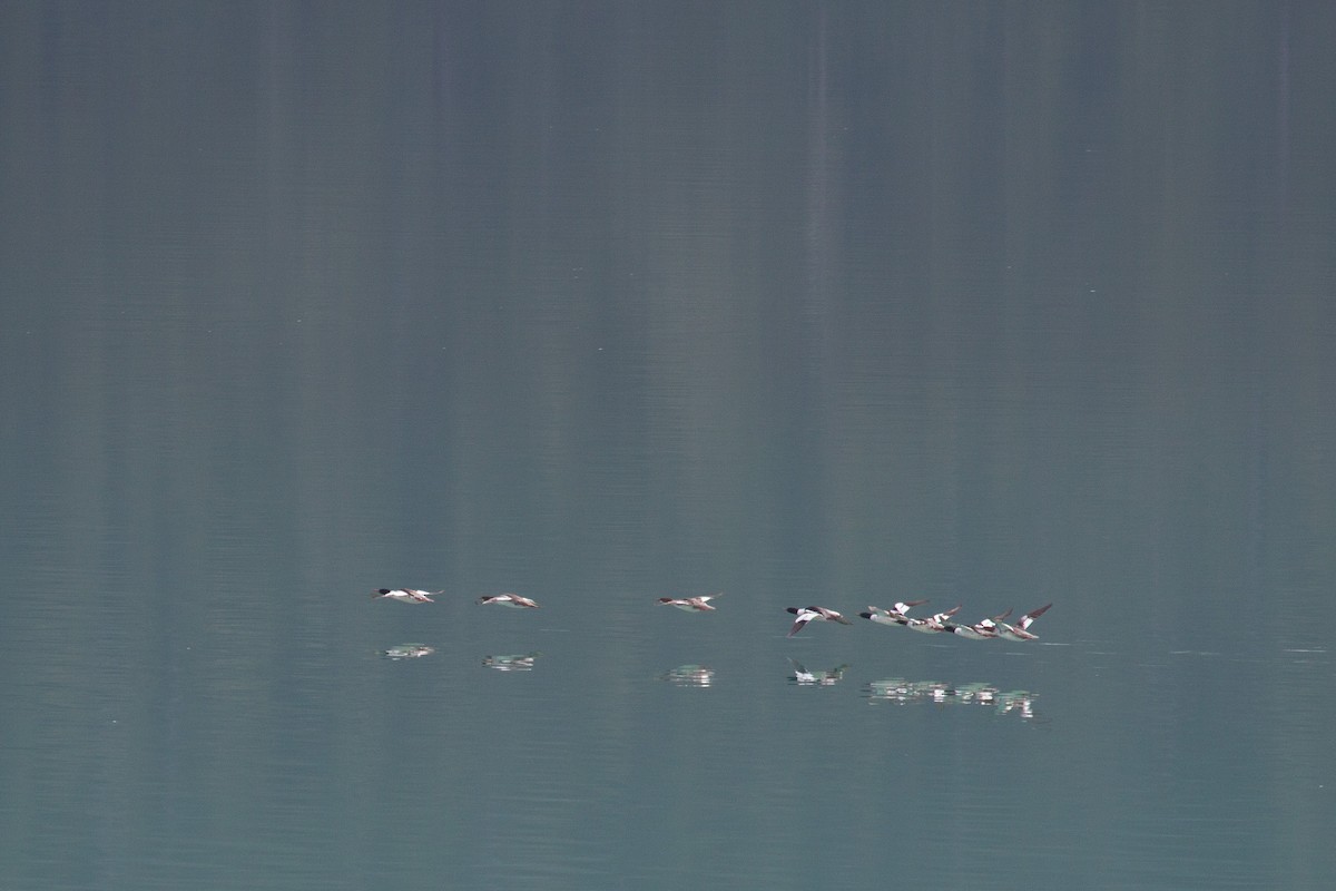 Хумхин бохио - ML455114291