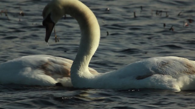 Cygne tuberculé - ML455115