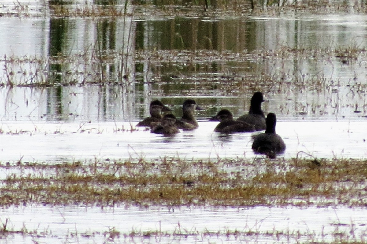 Ruddy Duck - ML45511661