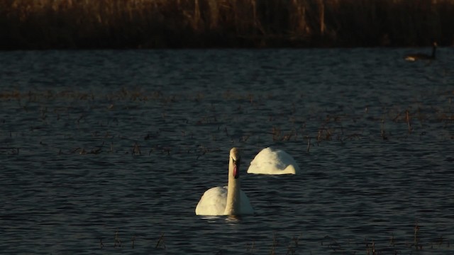 Cygne tuberculé - ML455118